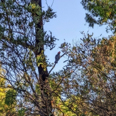 Callocephalon fimbriatum (Gang-gang Cockatoo) at Phillip, ACT - 1 Jan 2022 by dougsky