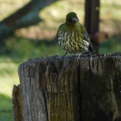 Oriolus sagittatus (Olive-backed Oriole) at Symonston, ACT - 27 Aug 2022 by CallumBraeRuralProperty