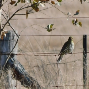 Oriolus sagittatus at Symonston, ACT - 28 Aug 2022 09:22 AM