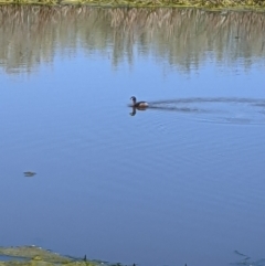 Tachybaptus novaehollandiae (Australasian Grebe) at Mawson Ponds - 8 Oct 2021 by dougsky