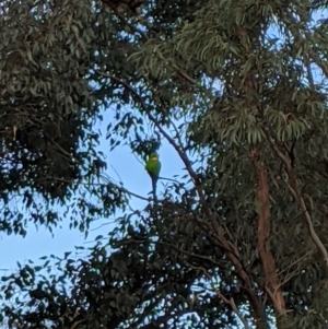 Polytelis swainsonii at Russell, ACT - suppressed