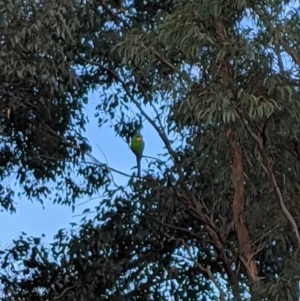 Polytelis swainsonii at Russell, ACT - suppressed