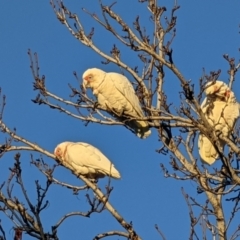 Cacatua tenuirostris (Long-billed Corella) at Melbourne, VIC - 30 Jul 2022 by dougsky