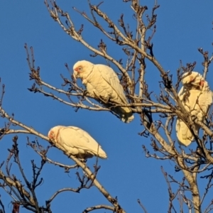 Cacatua tenuirostris at Melbourne, VIC - 30 Jul 2022 07:59 AM