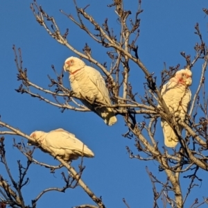 Cacatua tenuirostris at Melbourne, VIC - 30 Jul 2022 07:59 AM