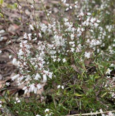 Cryptandra amara (Bitter Cryptandra) at Jerrabomberra, NSW - 28 Aug 2022 by Mavis