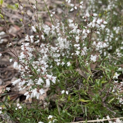 Cryptandra amara (Bitter Cryptandra) at Jerrabomberra, NSW - 27 Aug 2022 by Mavis