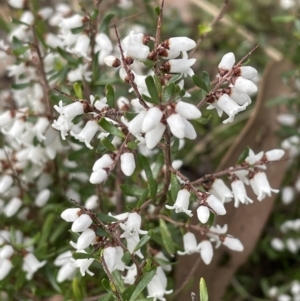 Cryptandra amara at Jerrabomberra, NSW - 28 Aug 2022