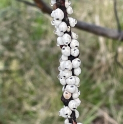 Cryptes baccatus (Wattle Tick Scale) at Jerrabomberra, NSW - 28 Aug 2022 by Mavis