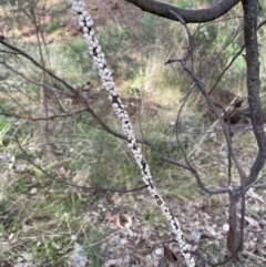 Cryptes baccatus at Jerrabomberra, NSW - 28 Aug 2022