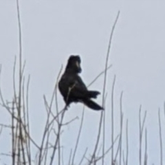 Zanda funerea (Yellow-tailed Black-Cockatoo) at Phillip, ACT - 1 Jul 2022 by dougsky