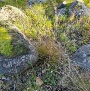 Themeda triandra at Young, NSW - 28 Aug 2022 09:09 AM