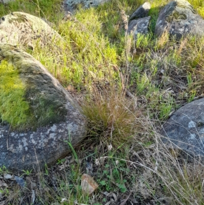 Themeda triandra (Kangaroo Grass) at Young, NSW - 28 Aug 2022 by VanceLawrence