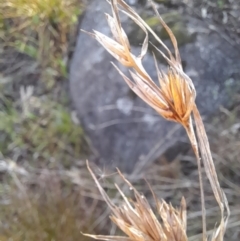 Themeda triandra at Young, NSW - 28 Aug 2022 09:09 AM