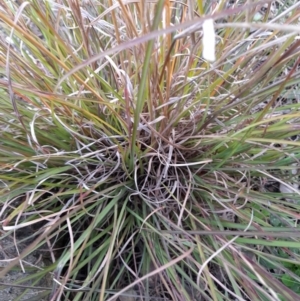 Themeda triandra at Young, NSW - 28 Aug 2022