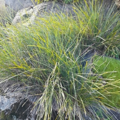 Lomandra longifolia (Spiny-headed Mat-rush, Honey Reed) at Young, NSW - 28 Aug 2022 by VanceLawrence