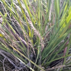 Lomandra longifolia at Young, NSW - 28 Aug 2022