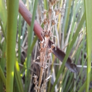 Lomandra longifolia at Young, NSW - 28 Aug 2022 09:10 AM