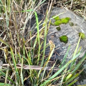 Dianella revoluta at Young, NSW - 28 Aug 2022