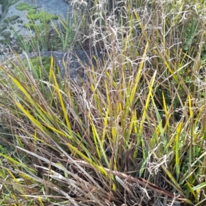 Dianella revoluta at Young, NSW - 28 Aug 2022