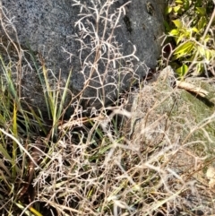 Dianella revoluta at Young, NSW - 28 Aug 2022