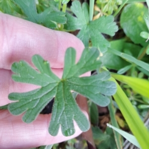 Geranium solanderi var. solanderi at Young, NSW - 28 Aug 2022