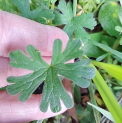 Geranium solanderi var. solanderi (Native Geranium) at Young, NSW - 27 Aug 2022 by VanceLawrence