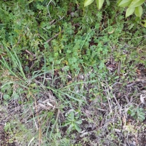 Geranium solanderi var. solanderi at Young, NSW - 28 Aug 2022