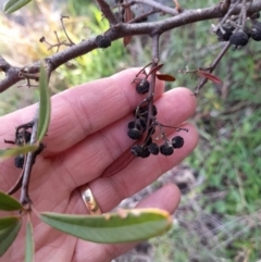 Pyracantha angustifolia at Young, NSW - 28 Aug 2022