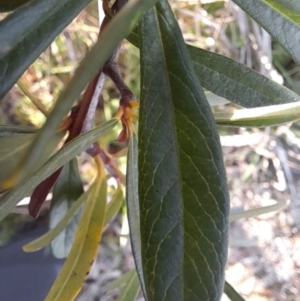 Pyracantha angustifolia at Young, NSW - 28 Aug 2022