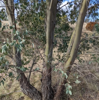 Eucalyptus stellulata (Black Sally) at Lions Youth Haven - Westwood Farm - 26 Aug 2022 by HelenCross