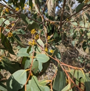 Eucalyptus stellulata at Stromlo, ACT - 26 Aug 2022