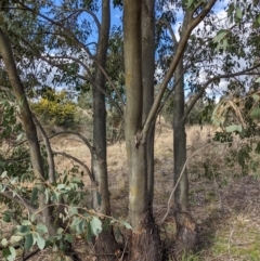 Eucalyptus stellulata at Stromlo, ACT - 26 Aug 2022