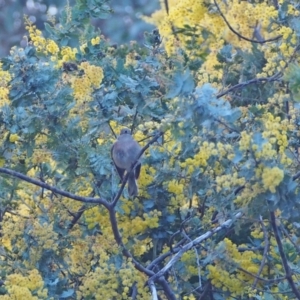 Petroica rosea at Coree, ACT - 28 Aug 2022