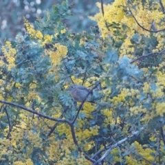 Petroica rosea at Coree, ACT - 28 Aug 2022