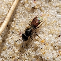 Unidentified Wasp (Hymenoptera, Apocrita) at Narrawallee Bushcare - 28 Aug 2022 by trevorpreston
