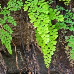 Adiantum aethiopicum (Common Maidenhair Fern) at Narrawallee Bushcare - 28 Aug 2022 by trevorpreston