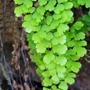 Adiantum aethiopicum at Narrawallee, NSW - suppressed