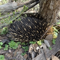 Tachyglossus aculeatus (Short-beaked Echidna) at Karabar, NSW - 28 Aug 2022 by Mavis