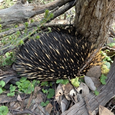 Tachyglossus aculeatus (Short-beaked Echidna) at Karabar, NSW - 28 Aug 2022 by Mavis