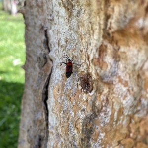 Dindymus versicolor at Red Hill, ACT - 26 Aug 2022 12:59 PM