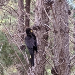Zanda funerea (Yellow-tailed Black-Cockatoo) at Watson, ACT - 27 Aug 2022 by sbittinger