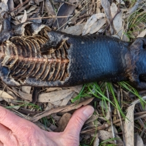 Tiliqua rugosa at Watson, ACT - 28 Aug 2022 07:35 AM