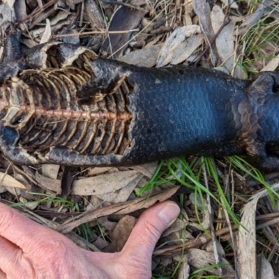 Tiliqua rugosa (Shingleback Lizard) at Watson, ACT - 27 Aug 2022 by sbittinger