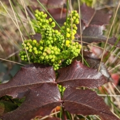 Berberis aquifolium (Oregon Grape) at Hackett, ACT - 28 Aug 2022 by sbittinger