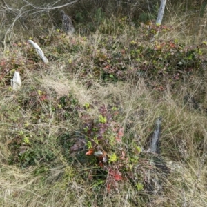 Berberis aquifolium at Hackett, ACT - 28 Aug 2022