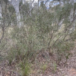 Daviesia mimosoides subsp. mimosoides at Aranda, ACT - 28 Aug 2022