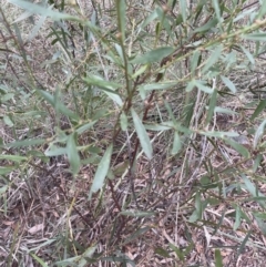 Daviesia mimosoides subsp. mimosoides at Aranda, ACT - 28 Aug 2022