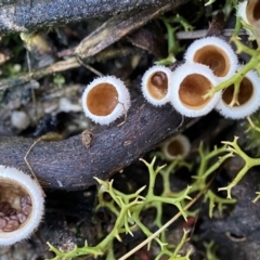 Nidula sp. (A bird's nest fungus) at Molonglo Valley, ACT - 28 Aug 2022 by AJB