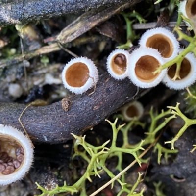 Nidula sp. (A bird's nest fungus) at Piney Ridge - 28 Aug 2022 by AJB